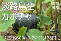 初もの、ホクホク、農薬ゼロ、肥料ゼロ、自然栽培「カボチャ」【約800g-1.2kg】淡路島産 ※常温発送（出荷期間7/22-7/25）