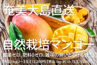 【産地直送】奄美大島の木村式自然栽培「秀品ミニマンゴー」【1kg(約10～15玉入り)】※2点でクール便送料無料（12,000円以上送料無料は適用外）※クール便配送(7-10日程度で発送します)