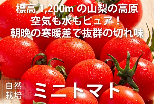農薬ゼロ、肥料ゼロ、自然栽培のミニトマト【500g】山梨県産　クール便（出荷期間8/5-8/8）