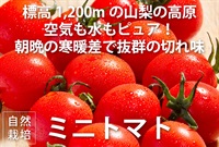 農薬ゼロ、肥料ゼロ、自然栽培のミニトマト【500g】山梨県産　クール便（出荷期間8/5-8/8）