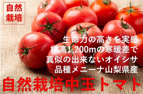 農薬ゼロ、肥料ゼロ、自然栽培「中玉トマト（メニーナ）」【500g/5～7玉程度】標高1200m寒暖差で真似の出来ないおいしさ!クール便（出荷期間9/2-9/5）