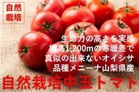 農薬ゼロ、肥料ゼロ、自然栽培「中玉トマト」【500g/だいたい5～7玉程度】標高1200m寒暖差で真似の出来ないおいしさ!クール便（出荷期間8/12-8/15）