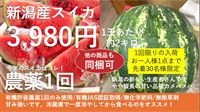 【残り1個!】農薬1回（有機許容農薬）、無化学肥料、無除草剤の「スイカ」【1玉約2kg】新潟県産　常温発送可（出荷期間8/5-8/8）