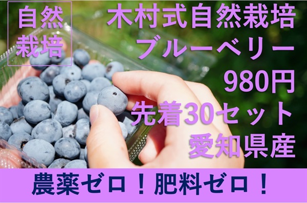 農薬ゼロ、肥料ゼロ、木村式自然栽培（生食）ブルーベリー【1パック100g入り】愛知県産　クール便（出荷期間9/2-9/5）