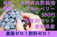 農薬ゼロ、肥料ゼロ、木村式自然栽培（生食）ブルーベリー【1パック100g入り】愛知県産　クール便（出荷期間8/12-8/15）