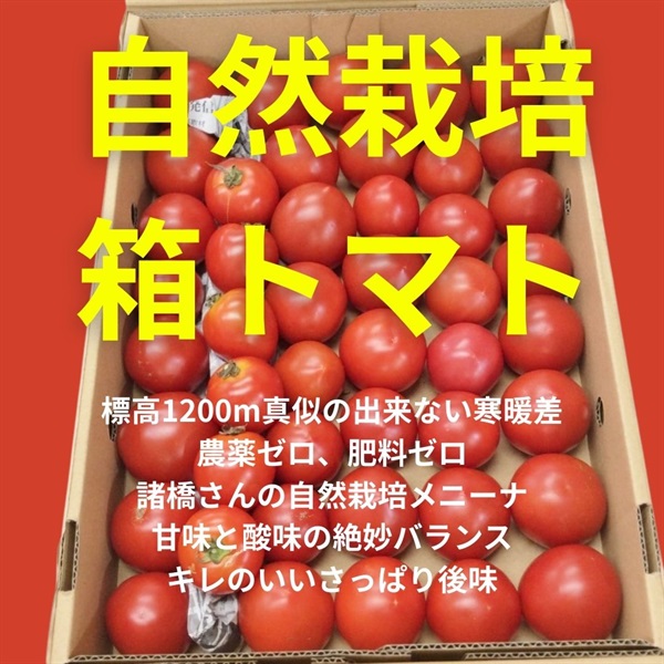 獣害対策で特価！5940円⇒3980円！標高1200mの寒暖差で育てる、お買い得「自然栽培の箱トマト（中玉）メニーナ」【1ケース（40玉程度/3.5kg入り）クール便（出荷期間8/18-8/21）