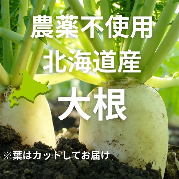 農薬不使用、無化学肥料の「大根」【1本】北海道産　クール便発送（出荷期間9/2-9/5）