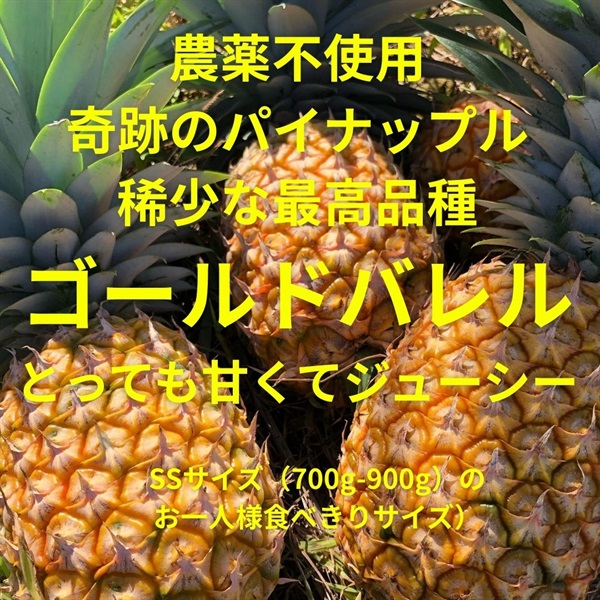 【残り1セット】最高級品種パイナップルの王様「ゴールドバレル」【700-900ｇお一人様食べきりサイズ】農薬化学肥料も使用しない奇跡のパイナップル、沖縄自然農法、クール便（出荷期間8/19-8/22）