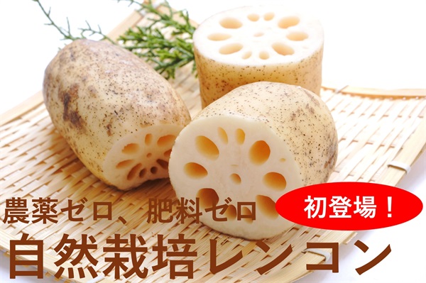 初入荷！農薬ゼロ、肥料ゼロ、自然栽培「レンコン」【500g】茨城県産　クール便（出荷期間9/2-9/5）