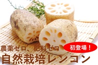 初入荷！農薬ゼロ、肥料ゼロ、自然栽培「レンコン」【500g】茨城県産　クール便（出荷期間9/2-9/5）