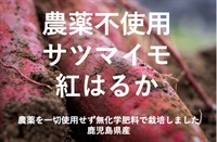 農薬不使用/無化学肥料「さつまいも（紅はるか）」【600g】鹿児島県産　常温発送可（出荷期間9/2-9/5）