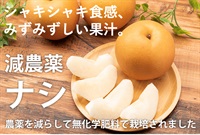 シャキシャキした食感、みずみずしい果汁、農薬不使用無化学肥料「梨（幸水）」【2玉】クール便（出荷期間9/2-9/5）