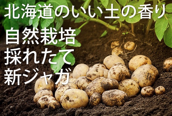 【残り10セット】9/14-16ポイント10倍！いい土の香り、北海道産、農薬ゼロ、肥料ゼロ、木村式自然栽培の「ジャガイモ」【1kg】クール便（出荷期間9/16-9/19）