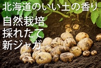 【残り10セット】9/14-16ポイント10倍！いい土の香り、北海道産、農薬ゼロ、肥料ゼロ、木村式自然栽培の「ジャガイモ」【1kg】クール便（出荷期間9/16-9/19）