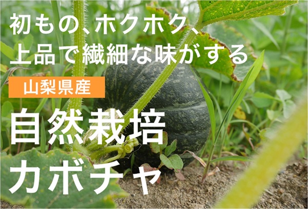 農薬ゼロ、肥料ゼロ、自然栽培のカボチャ【1玉/約1.3kg】山梨県産　常温発送可（出荷期間9/23-9/26）