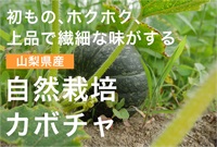 農薬ゼロ、肥料ゼロ、自然栽培のカボチャ【1玉/約1.3kg】山梨県産　常温発送可（出荷期間9/23-9/26）