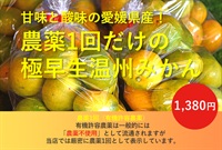 【残り1セット】【農薬1回だけ使用（有機許容農薬のみ使用）】甘さと絶妙な酸味、極早生温州みかん【1kg/10玉程度】愛媛県産 無化学肥料 クール便（出荷期間10/14-10/17）