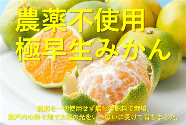 農薬不使用、無化学肥料の極早生みかん【1kg】瀬戸内海の柑橘の島で栽培されました/クール便（出荷期間11/4-11/7）