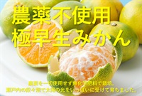 農薬不使用、無化学肥料の極早生みかん【1kg】瀬戸内海の柑橘の島で栽培されました/クール便（出荷期間11/4-11/7）