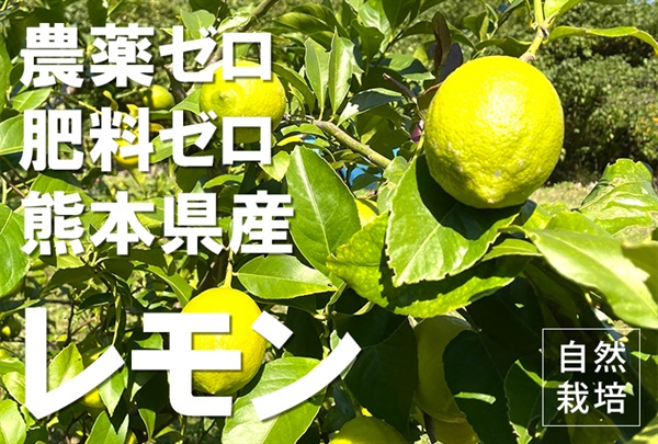 【残り3セット】農薬ゼロ、肥料ゼロ、除草剤も使わない！自然栽培の「レモン」【1kg】採れたて出荷、クール便（出荷期間11/4-11/7）