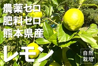 【残り6セット】農薬ゼロ、肥料ゼロ、除草剤も使わない！自然栽培の「レモン」【1kg】採れたて出荷、クール便（出荷期間11/4-11/7）