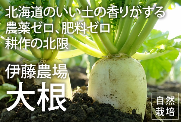 いい土の香り、農薬ゼロ、肥料ゼロ、北海道伊藤農場の自然栽培「大根」【1本】常温発送可/（出荷期間11/18-11/21）