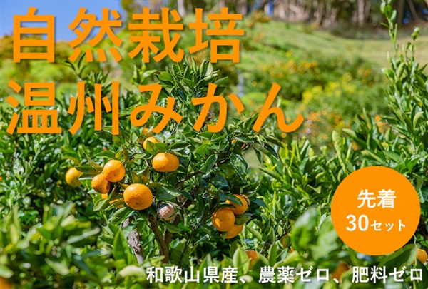お一人様1セットまで！農薬ゼロ、肥料ゼロ、除草剤ゼロ、自然栽培「温州ミカン」【1kg】和歌山県産　常温発送可（出荷期間11/25-11/28）