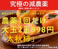 農薬1回だけ使用/無化学肥料/無除草剤の自然派「太秋柿」【大玉2玉】和歌山県産、クール便（出荷期間12/2-12/5）濃厚な甘さで通常の1.5倍の大きさ