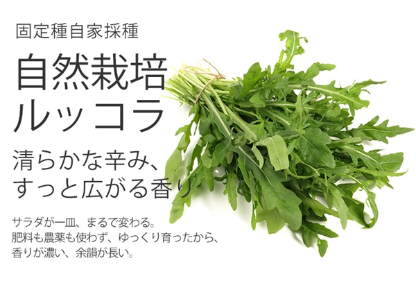 清らかな辛み、すっと広がる香り、固定種自家採種、自然栽培の「ルッコラ」【1束】クール便発送（出荷期間12/2-12/5）