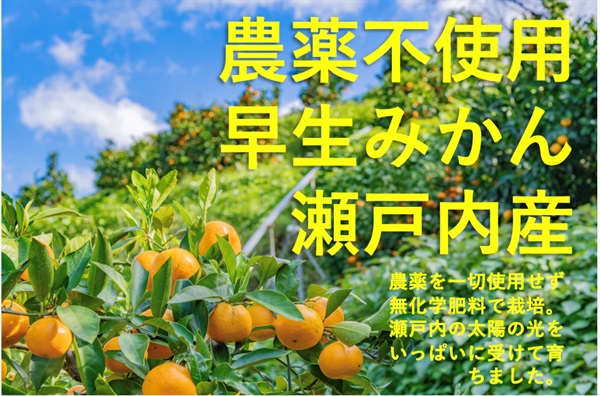 農薬不使用、無化学肥料の「早生みかん」【1kg】瀬戸内の太陽をいっぱいに受けて育ちました。常温発送可（出荷期間12/2-12/5）