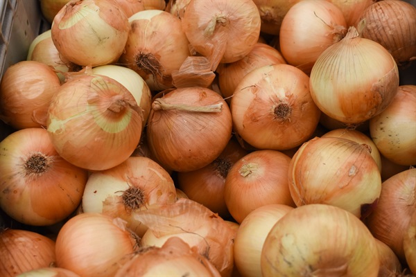 【残り3セット】農薬不使用、北海道産「タマネギ」【1kg】無化学肥料/常温発送可（出荷期間11/16-12/19）