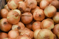 農薬不使用、北海道産「タマネギ」【1kg】無化学肥料/常温発送可（出荷期間11/16-12/19）