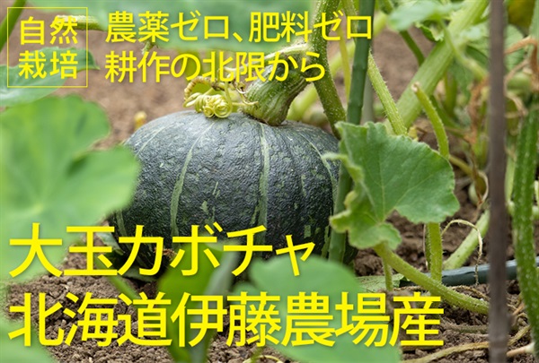 「いい土の香りシリーズ」耕作の北限、北海道伊藤農場産　自然栽培カボチャ【1玉/約1.5kg-2kg】農薬0ゼロ！肥料0ゼロ！