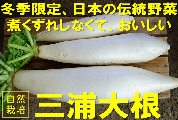【残り5本】自然栽培の伝統野菜「三浦大根(固定種自家採種)」【約1kg(1本)】 味はダントツ。輸送に耐えない品種のため必ず割れます!埼玉県産(出荷期間12/23-12/26）