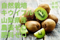 【残り6セット】農薬ゼロ、肥料ゼロ、自然栽培のキウイ【300g】収穫後の化学処理一切無し/山梨県産（出荷期間12/23-12/26）
