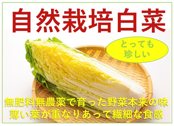農薬ゼロ、肥料ゼロ、自然栽培の「白菜」【カット400g】埼玉県明石農園産　常温発送可（出荷期間1/13-1/16）