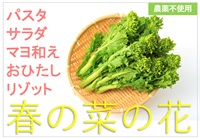春を告げる、菜花【1パック130g程度】農薬不使用、高知県産/常温発送化（出荷期間1/27-1/30）