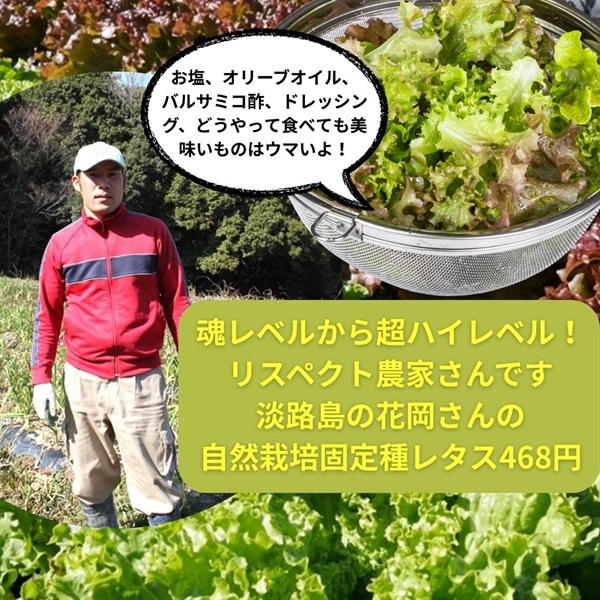 【残り10株】淡路島の自然栽培「レタス(サニーレタスまたはグリーンリーフ)」【1株/約200g程度】固定種〜品質良好、淡路島産 常温発送可（出荷期間2/10-2/13）