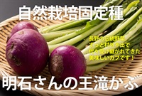 長野の伝統野菜、300年前から村外不出で受け継がれた逸品、自然栽培固定種自家採種「王滝かぶ」【2-3玉入り/握りこぶしサイズ】埼玉明石農園産　常温発送可（出荷期間2/10-2/13）