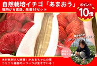 【2月出荷分/先着15セット】農薬ゼロ、肥料ゼロ、自然栽培の奇跡のイチゴ「あまおう」【300g×2パック入り】福岡県産/ゆうパックチルド /日時指定不可/ノークレーム商品になります