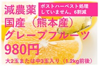 減農薬、国産（熊本県産）グレープフルーツ【大2玉-中3玉入り（約1.2kg】常温発送可（出荷期間3/2-3/6）