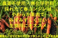 農薬不使用・無化学肥料の春ニンジン【1kg】千葉県産/常温発送可（出荷期間3/17-3/20）