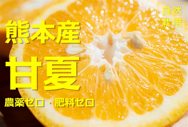 農薬ゼロ、肥料ゼロ、自然栽培の甘夏【約2kg】甘くてキレのある甘夏です。自然いっぱいの温暖な柑橘のふるさとで採れました！熊本県産 (出荷期間3/24-3/27)