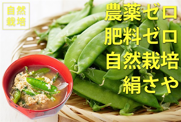 農薬ゼロ、肥料ゼロ、自然栽培の絹さや【100g】愛知県産　クール便（出荷期間4/7-4/10）