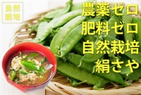 農薬ゼロ、肥料ゼロ、自然栽培の絹さや【100g】愛知県産　クール便（出荷期間4/7-4/10）