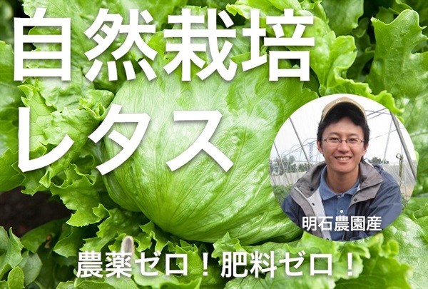 農薬ゼロ、肥料ゼロ、自然栽培の「リーフレタス」【一株200g程度】名人、明石さんの逸品/埼玉県産　クール便（出荷期間4/28-5/1）