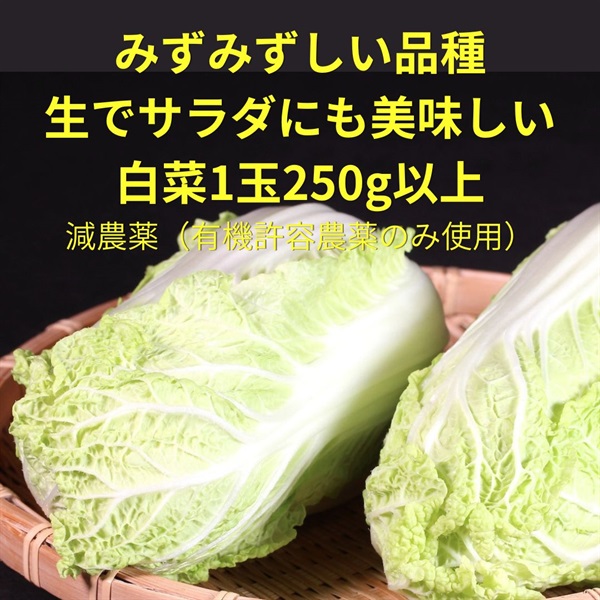 減農薬（有機許容農薬のみ使用）無化学肥料のミニ白菜（やわらかくて食べやすい）【1個約250g】千葉県産/クール便（出荷期間4/28-5/1）
