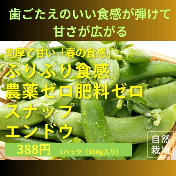 歯ごたえのいい食感が弾けて、甘さが広がる！農薬ゼロ、肥料ゼロ、明石さんの自然栽培のスナップエンドウ【100g】埼玉県産/クール便（出荷期間5/5-5/8）