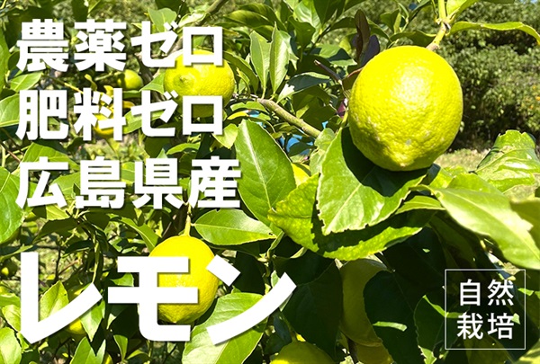 農薬ゼロ、肥料ゼロ、自然栽培「レモン」【1kg】色はイエロー/広島県産（道法さん）/常温発送可（出荷期間6/2-6/5）