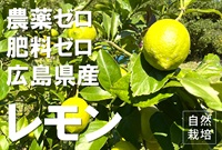 農薬ゼロ、肥料ゼロ、自然栽培「レモン」【1kg】色はイエロー/広島県産（道法さん）/常温発送可（出荷期間6/2-6/5）